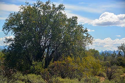 Ironswood Tree, McDowell Mountain Regional Park, March 20, 2015